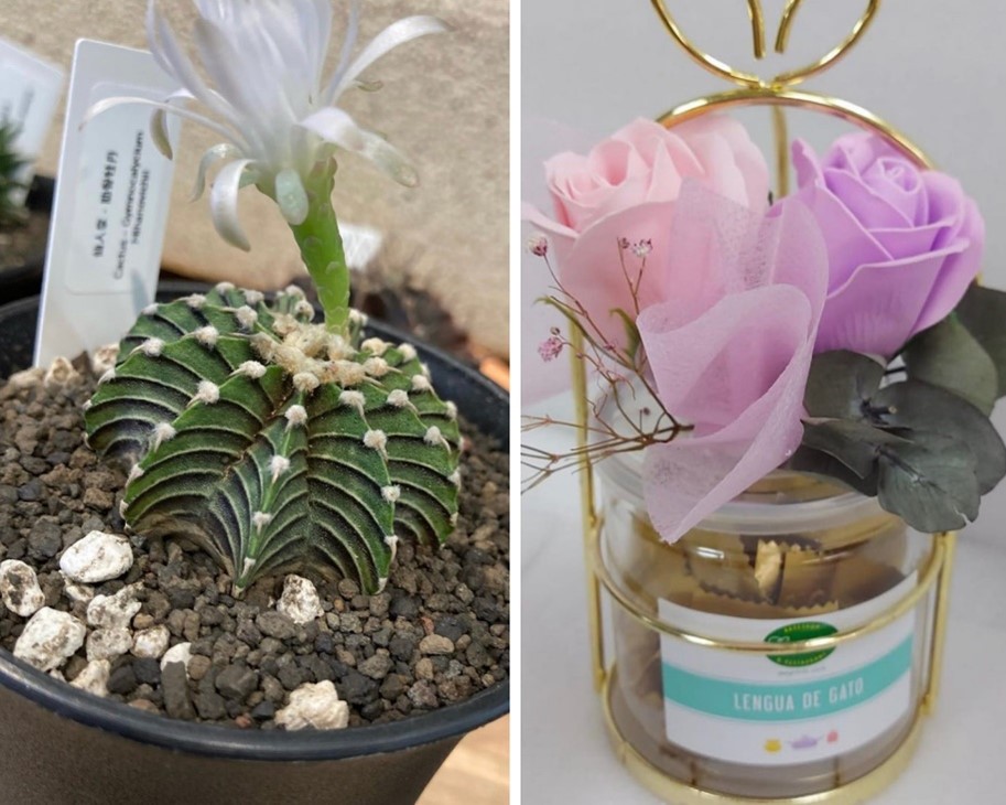 盆栽和花盒花束